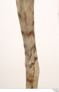 Striped Hyena Hyaena hyaena leg 0065.jpg